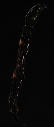 Dark Fang